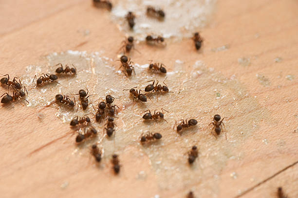 Best Insect Control  in Browntown, PA