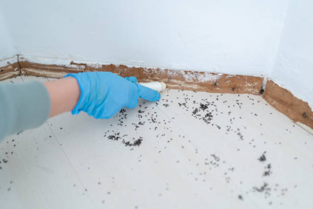 Best Flea Control Services  in Browntown, PA